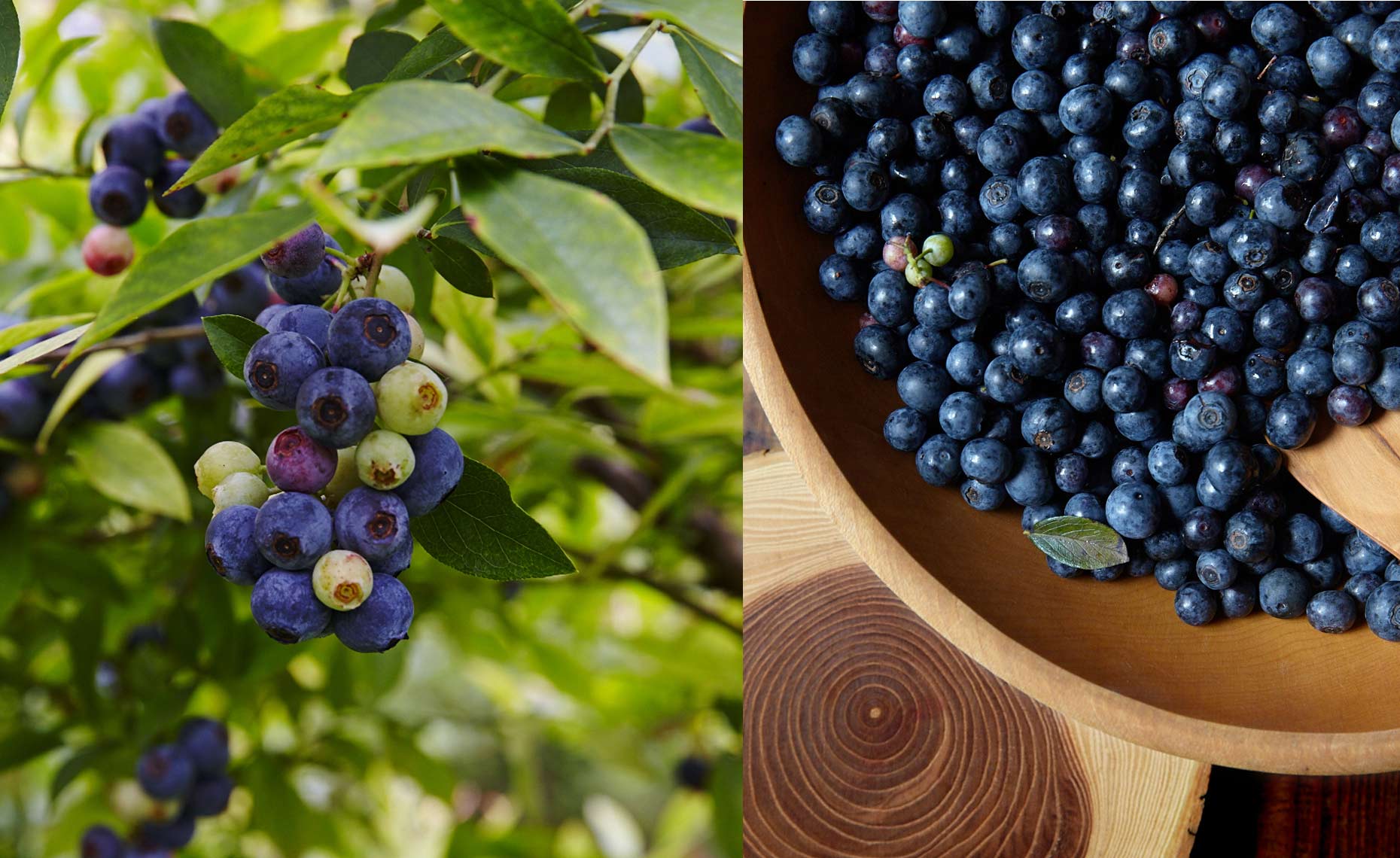 Blueberries1.jpg