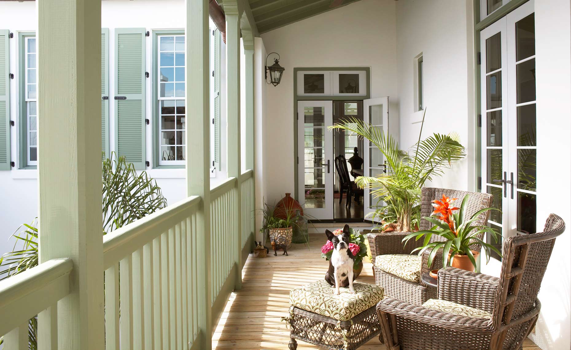 BostonTerrierPorch1.jpg