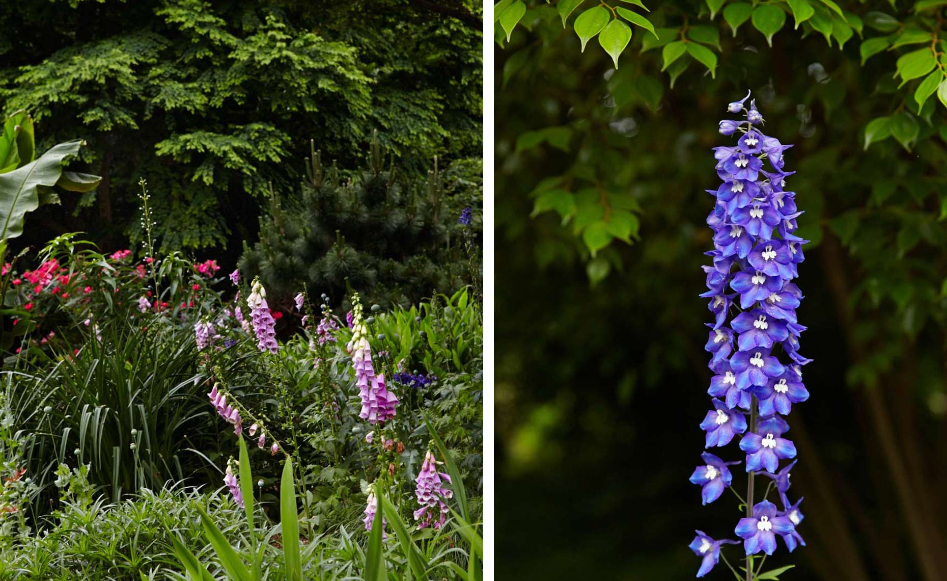 BotanicalGarden4.jpg