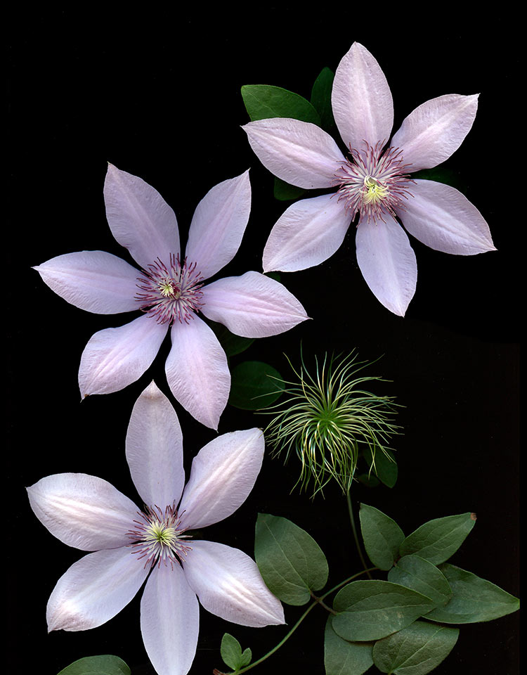 Clematis03A