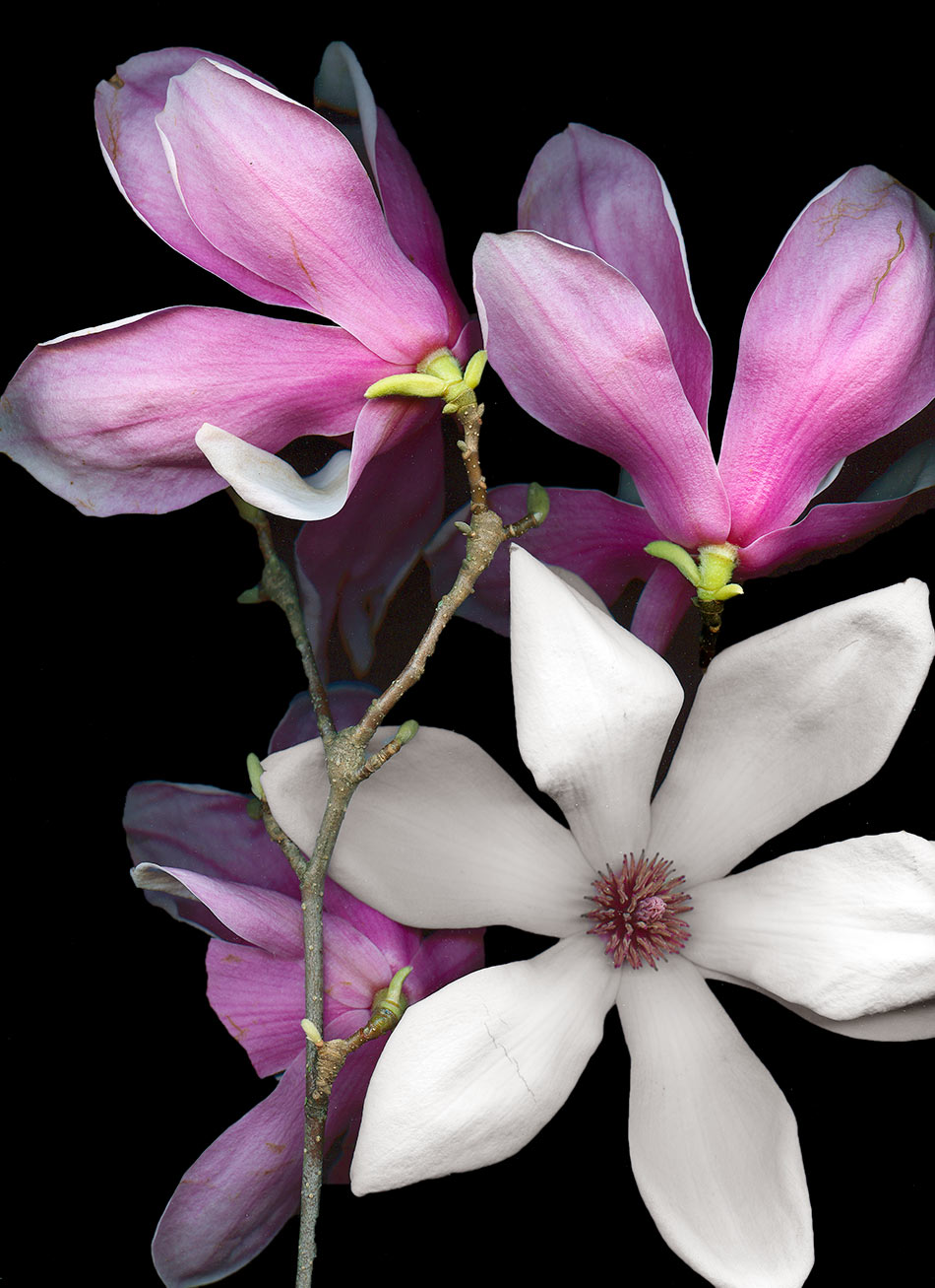 FirstMagnolias01
