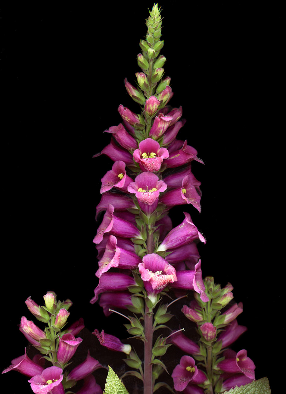 Foxglove3A