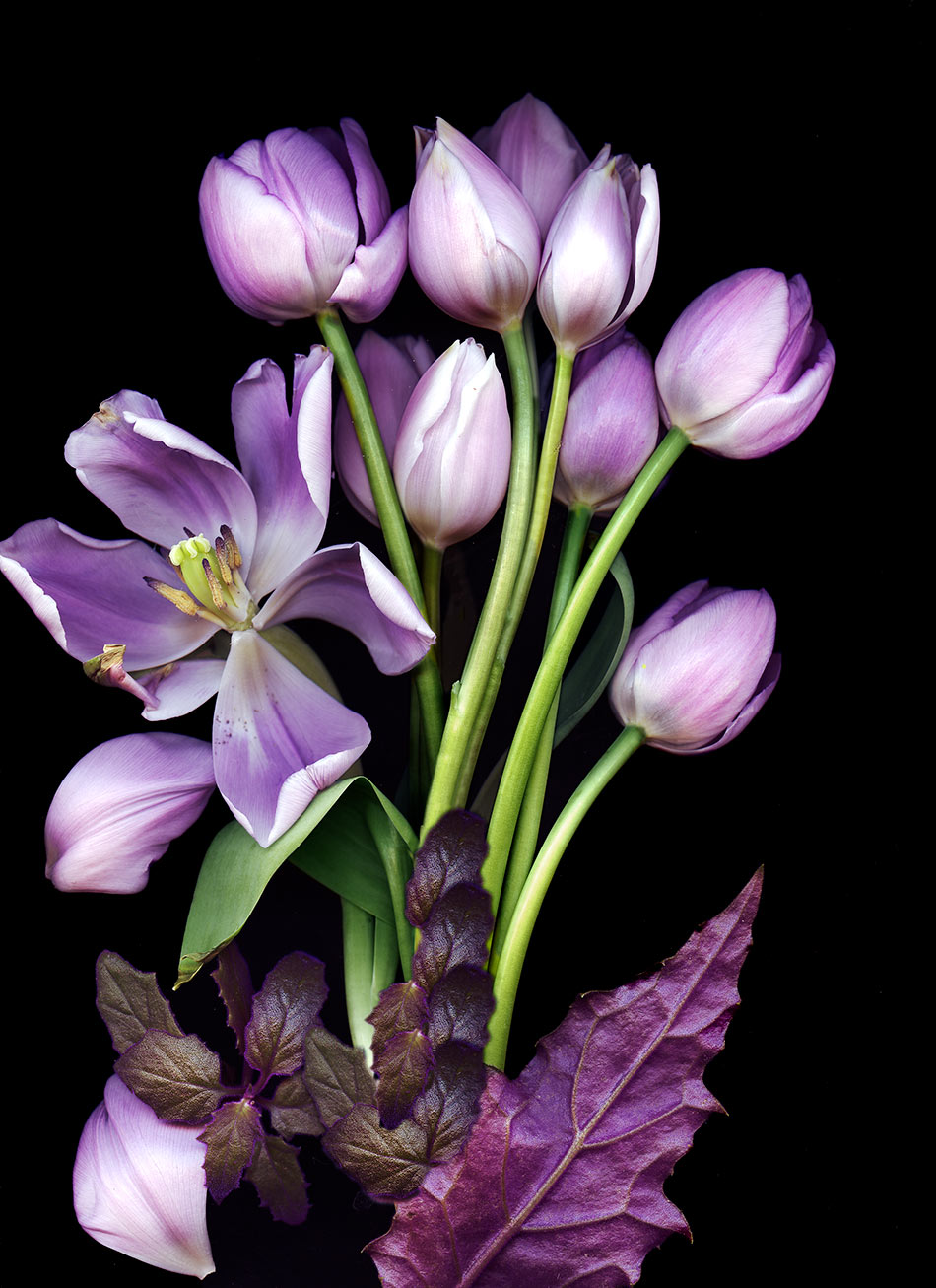 LilacTulips01A