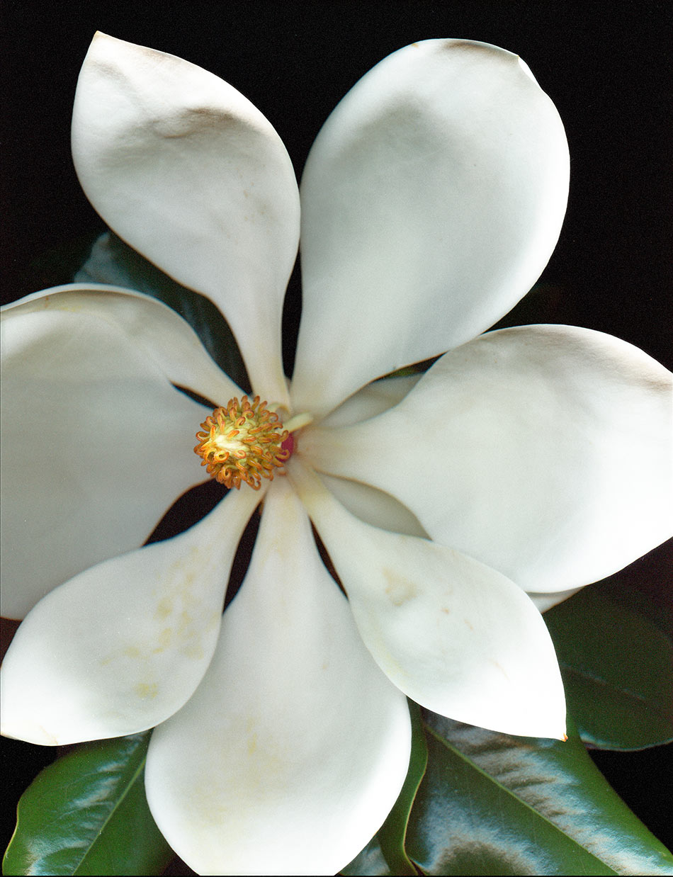 Magnolia06