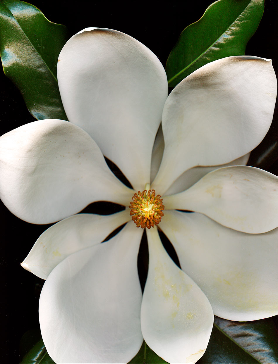 Magnolia07Sepia