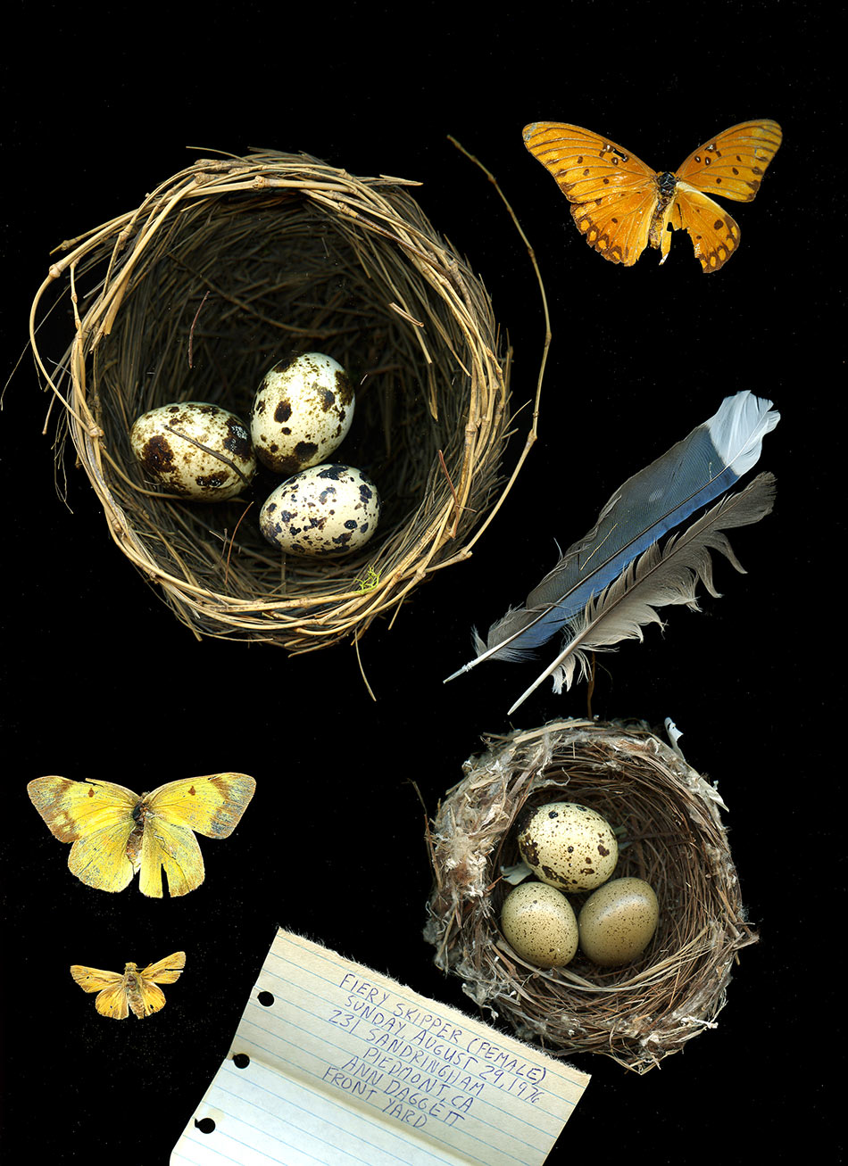 Nest003A