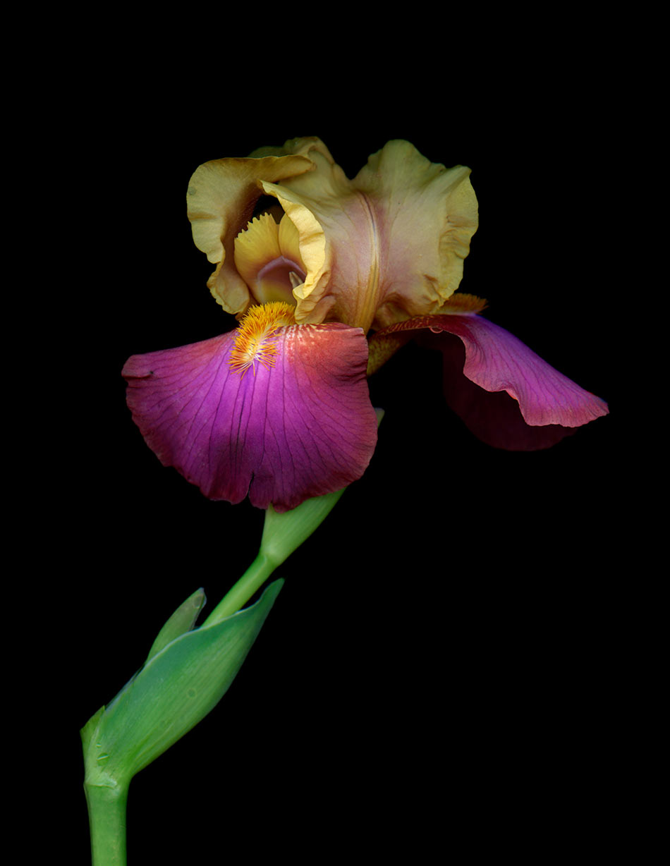 PurpleIris03