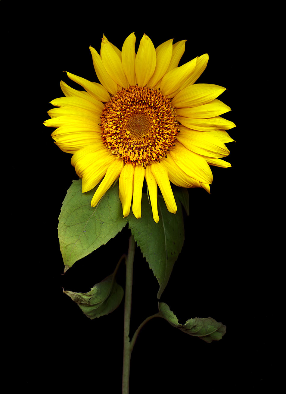 Sunflowers02