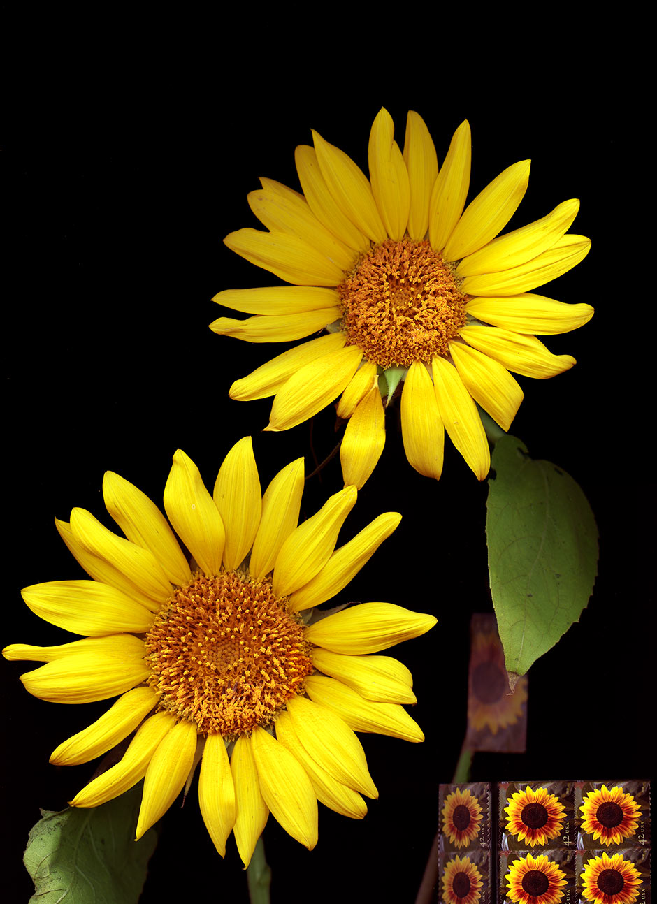 Sunflowers03