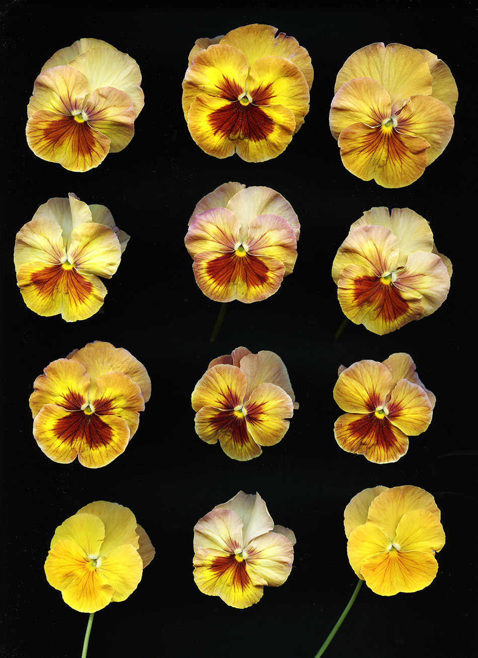 YellowPansy2A